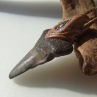 サメ歯化石ネックレス